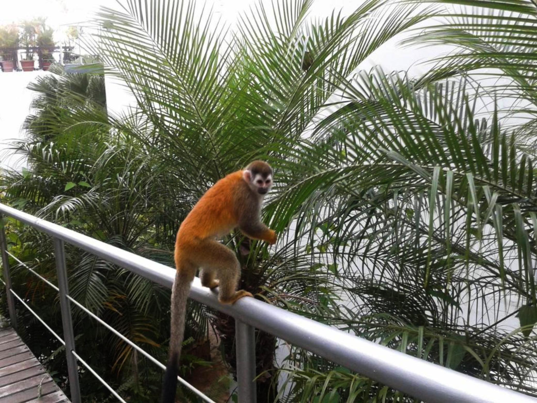 Gaia Hotel & Reserve- Adults Only Nationalpark Nationalpark Manuel Antonio Exterior foto