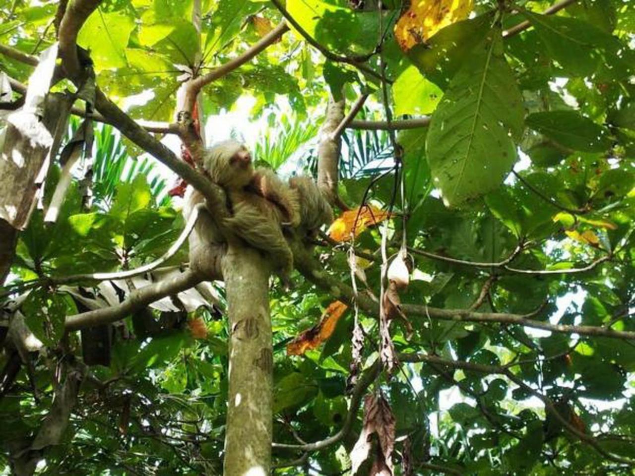 Gaia Hotel & Reserve- Adults Only Nationalpark Nationalpark Manuel Antonio Exterior foto